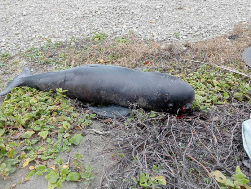 台灣沿海今年初在短時間內，多次發現露脊鼠海豚寶寶擱淺，而該物種被認為是離岸工程最大受害者，讓保育界憂心忡忡。（圖／中華鯨豚協會提供）