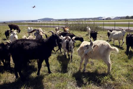 A plane takes off as a herd of goats grazes at the Portland International Airport in Portland, Oregon April 17, 2015. REUTERS/Steve Dipaola