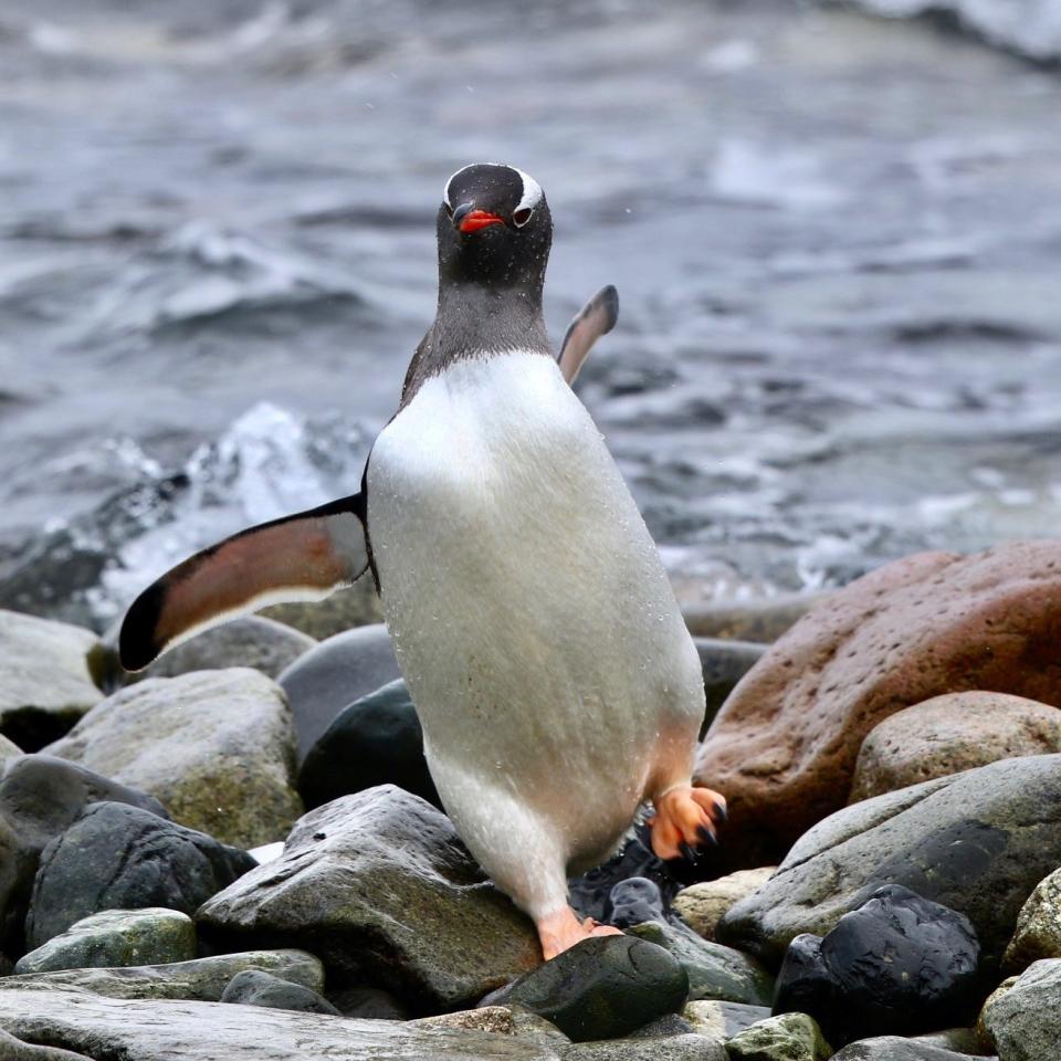 A gentoo penguin - Frank Gardner