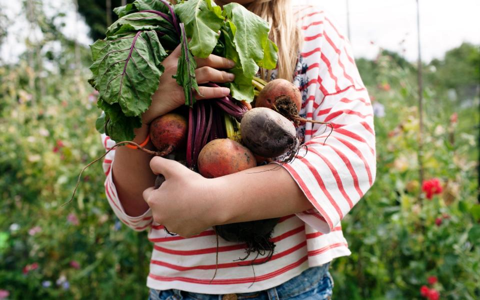 The study suggests building vegetable patches with recycled or second-hand materials wherever possible