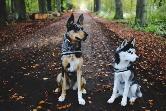 "Smart Dog Collar"