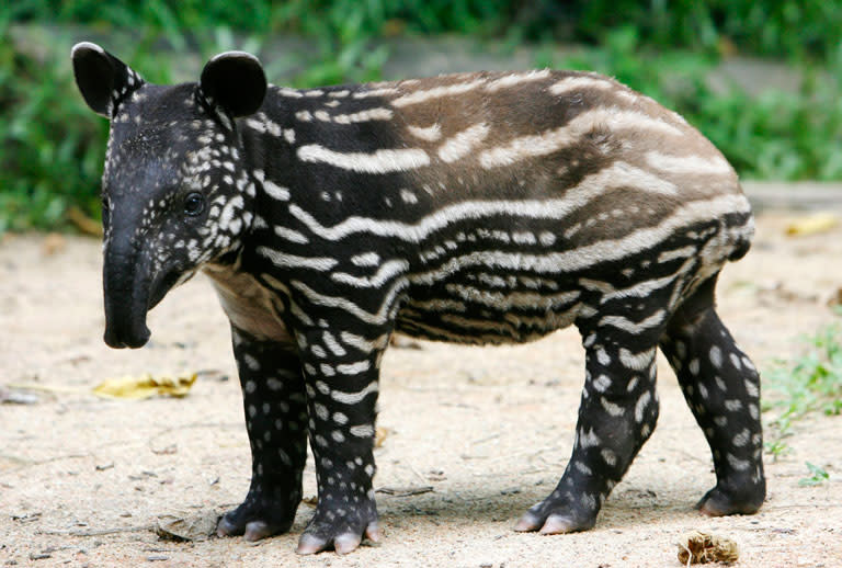  Tapir: les tapirs vivent dans la jungle et sont une espèce en voie d'extinction.