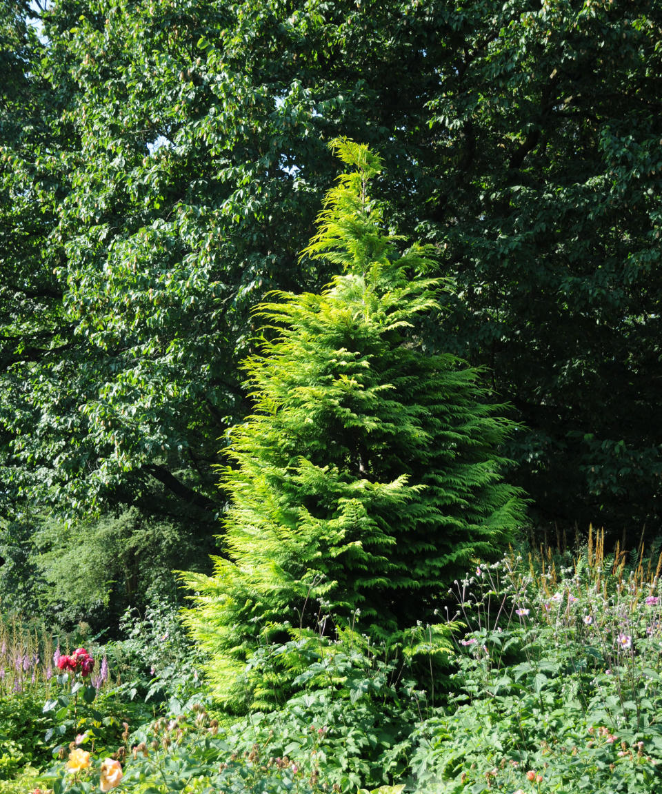 3. LAWSON CYPRESS (CHAMAECYPARIS LAWSONIANA)