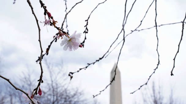 PHOTO: The Washington Monument is seen through cherry blossoms on the National Mall in Washington, Feb. 21, 2023. (Sarah Silbiger/Reuters)