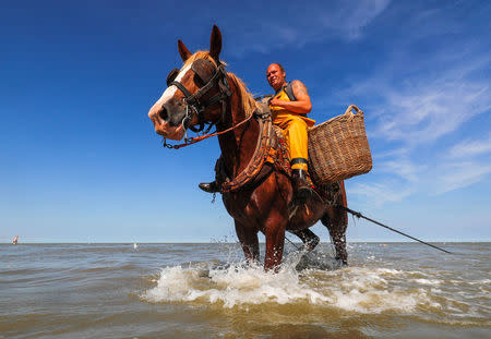 Belgium's traditional horseback fishers see climate change in their nets