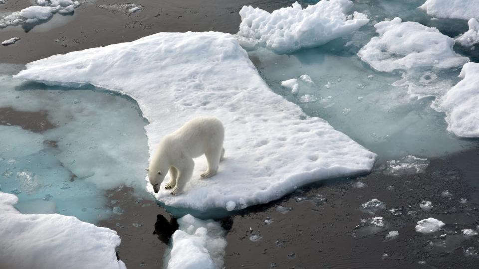 Ein Eisbär im Nordpolarmeer auf einer Eisscholle (Bild: dpa)