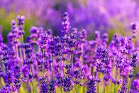 <p>Geminis are sociable creatures who are most connected to purple lavender plants. Thanks to their vibrant hue and strong scent, this flowering plant is perfect to complement the character of a Gemini. </p><p><a class="link " href="https://go.redirectingat.com?id=127X1599956&url=https%3A%2F%2Fwww.gardeningexpress.co.uk%2Flavendula-angustifolia-hidcote-blue-english-lavender-hidcote-blue-14449&sref=https%3A%2F%2Fwww.housebeautiful.com%2Fuk%2Fgarden%2Fplants%2Fg33666571%2Fflowers-zodiac-sign%2F" rel="nofollow noopener" target="_blank" data-ylk="slk:BUY NOW VIA GARDENING EXPRESS;elm:context_link;itc:0;sec:content-canvas">BUY NOW VIA GARDENING EXPRESS </a></p>