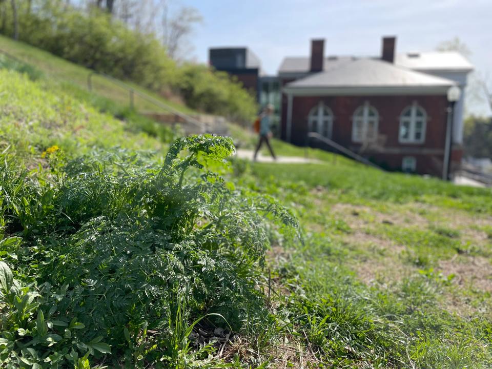 A tender, young poison hemlock plant on a hillside on the Denison University campus