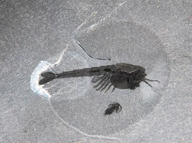 This Burgess Shale slab from Yoho National Park preserves two fossils, the Waptia fieldensis (above) and Marrella splendens (below).