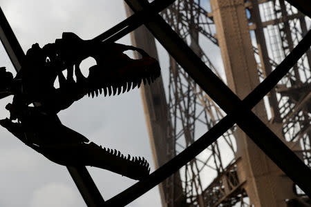 A dinosaur fossil is on display at the Eiffel tower, in Paris, France, June 2, 2018 ahead of its auction on Monday. REUTERS/Philippe Wojazer