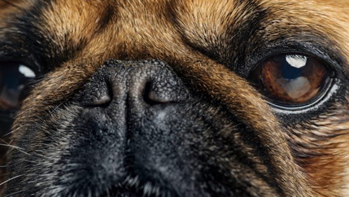 Nose Pad Cancer (Squamous Cell Carcinoma) in Dogs: Symptoms, Causes, & Treatments