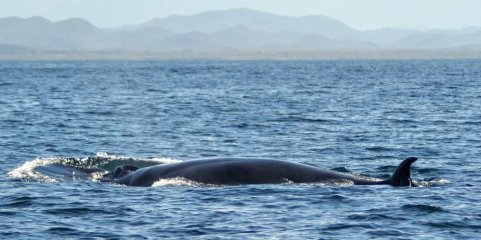 ballenas