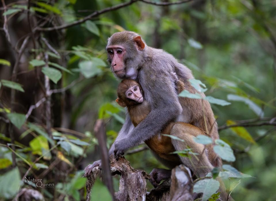 A photo of a mama with baby, Rhesus Macaques monkeys at Silver Spring State Park, Ocala. Camera used was a Canon R5 with a Sigma 150-500 lens.