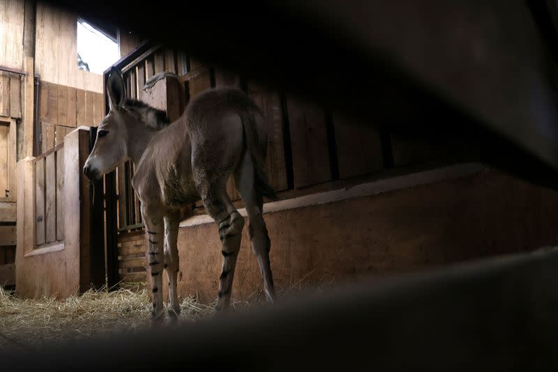 Chilean zoo introduces African Somali wild foal