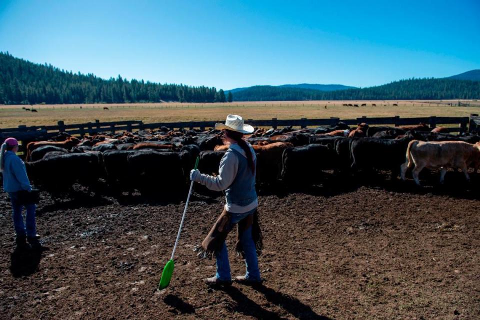 Fallon de Braga, center, works with her sister Megan, left, at one of de Braga Cattle Company’s ranches in the Lassen Pack’s territory in Oct. 2019.