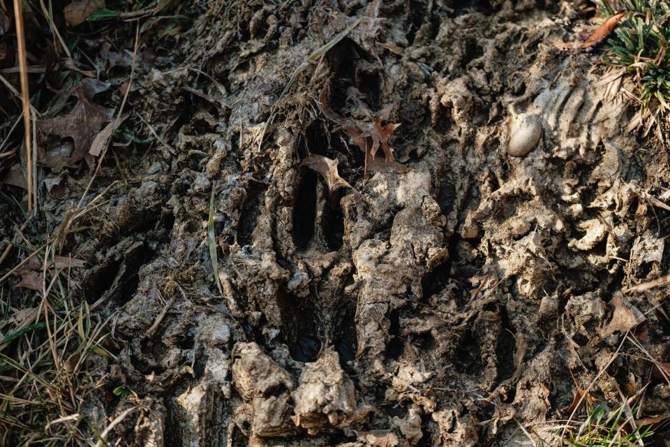 Deer tracks can be seen in frozen mud along a proposed trail along Beaverdam Creek at the Hillandale Road NE bridge.