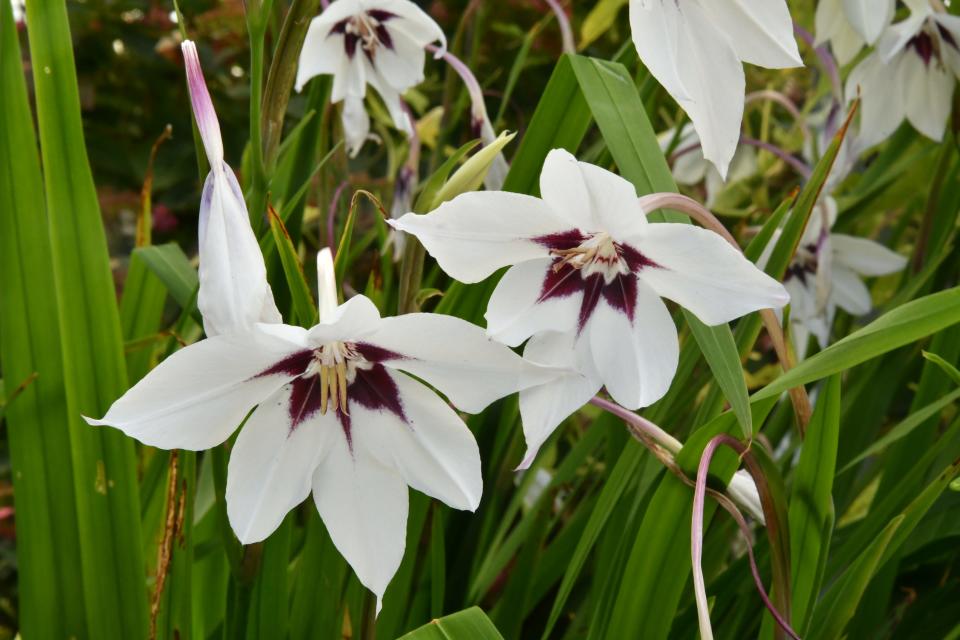 Gladiolus murielae.