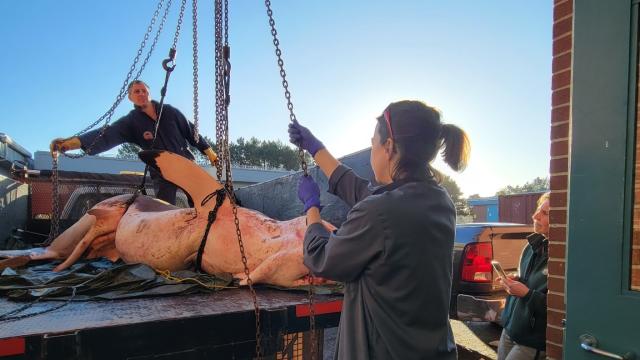 Great white shark stuns onlookers before washing up dead on N.S. beach -  Halifax