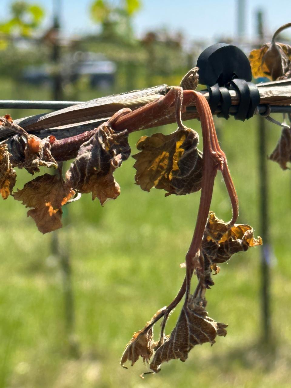 Freeze damage at Shelburne Vineyard. Head Winegrower Ethan Joseph estimates the vineyard has lost at least 50% of its crop because of the hard freeze last week during the night of May 17-18.