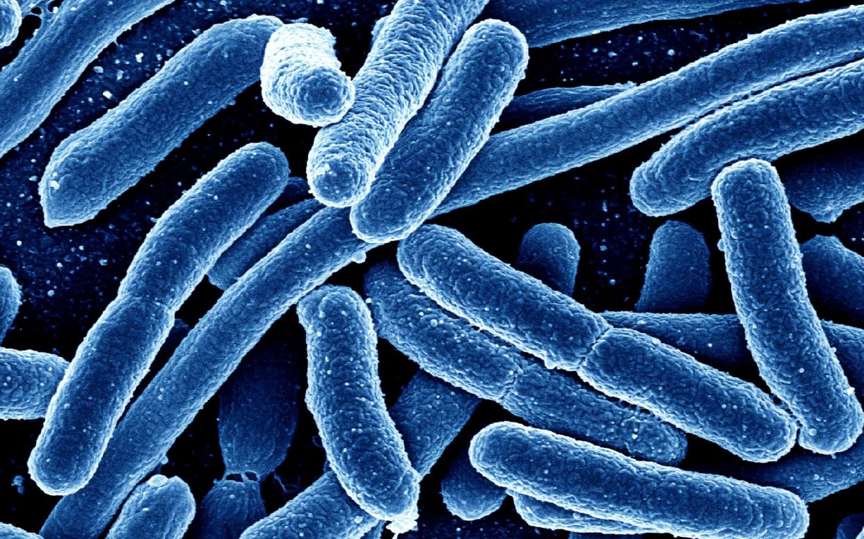 The study found that specific bacterial and nonbacterial components of the gut microbiome could contribute to autism