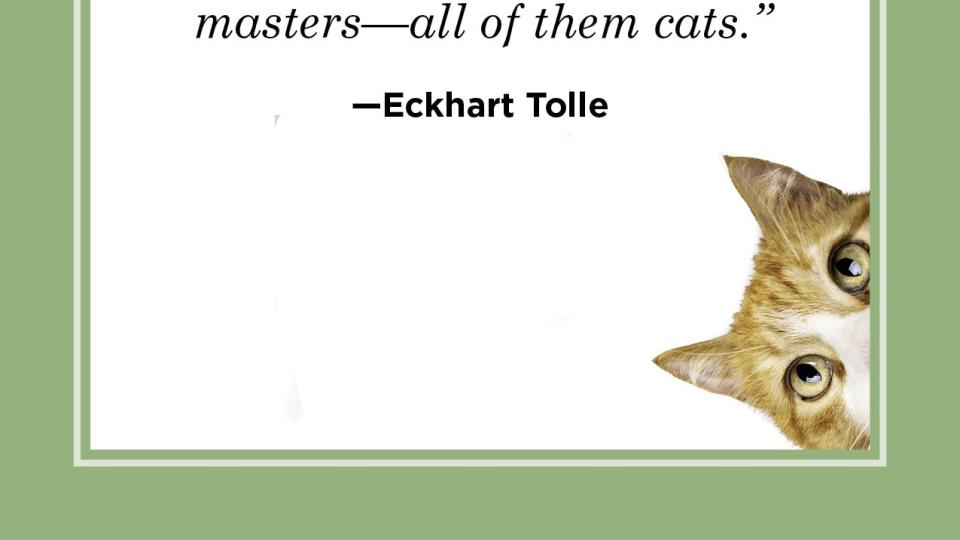 cat quote by eckhart tolle