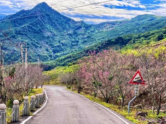 國姓九份二山櫻花季開跑　新年走春必訪熱點