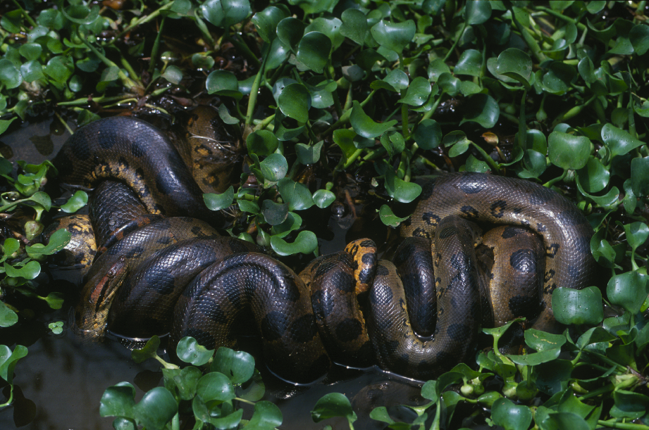 A u0022breeding ballu0022 made by a northern green anaconda is pictured in the Amazon's Orinoco basin.