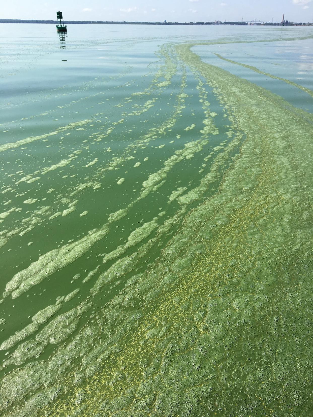 Cyanobacteria, or blue-green algae, on the surface of Green Bay just north of the Leo Frigo Memorial Bridge.