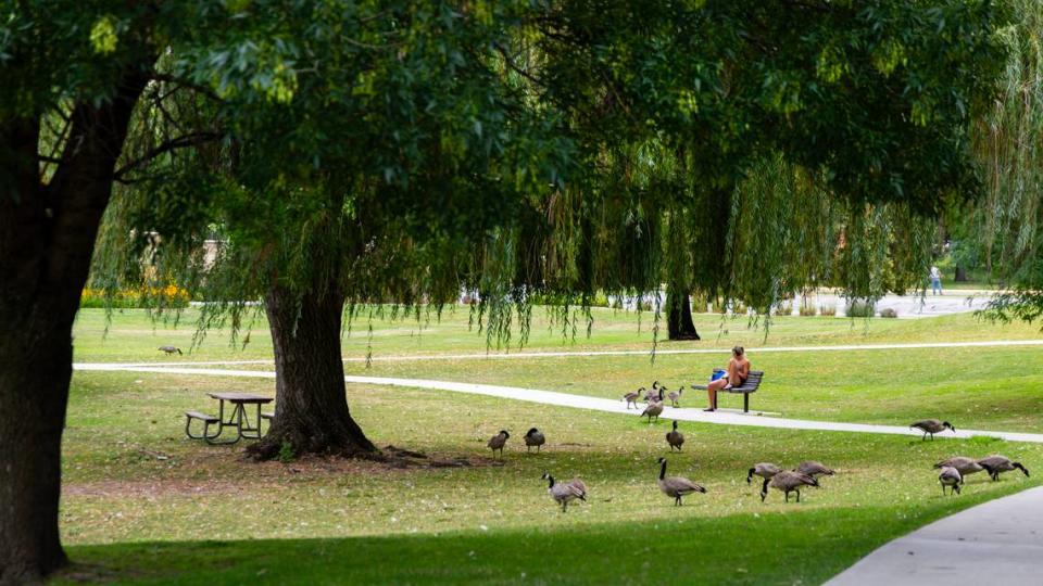 Geese peck the ground around a woman on a bench at Julia Davis Park, Wednesday, Aug. 2, 2023. Sarah A. Miller/smiller@idahostatesman.com