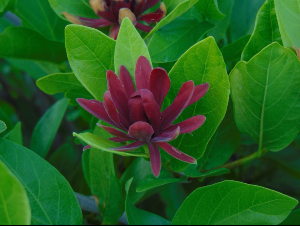 Close view of a reddish purple blossom of spice bush. 