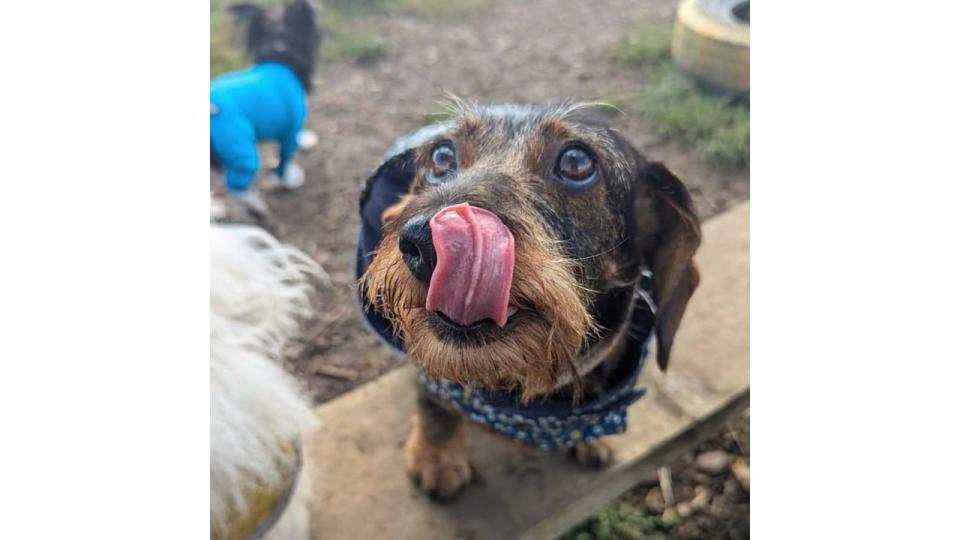 Ruby was pictured looking so adorable at doggy daycare