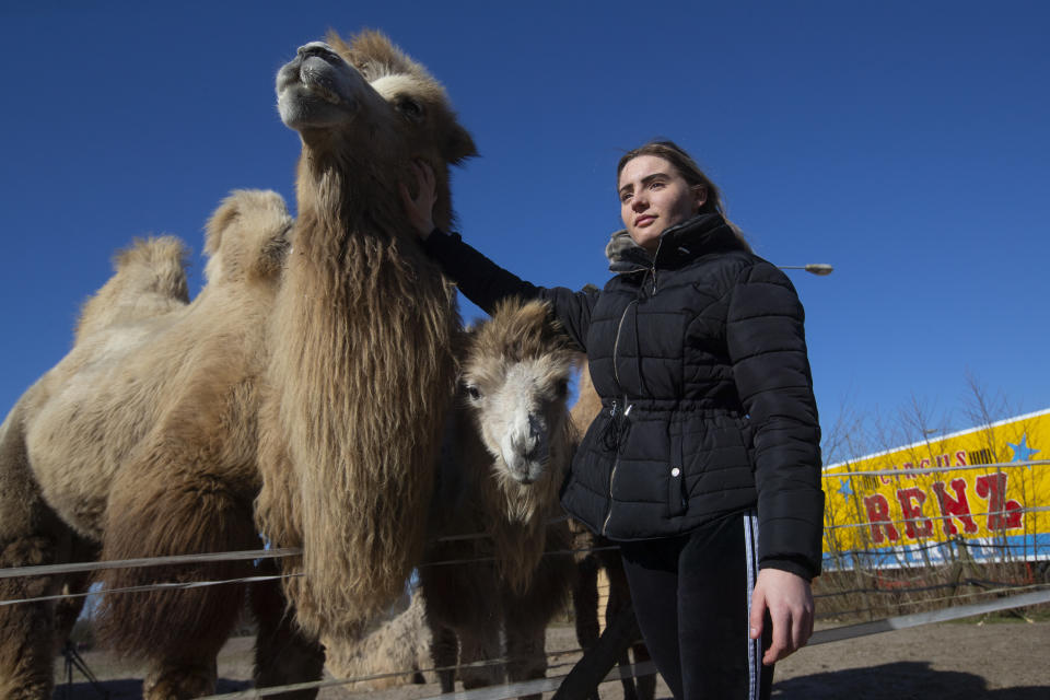 Madeleine Renz, an eighteen-year-old circus artist, strokes one of the eight Siberian Steppe camels, stranded due to the coronavirus outbreak in Drachten, northern Netherlands, Tuesday, March 31, 2020. (AP Photo/Peter Dejong)