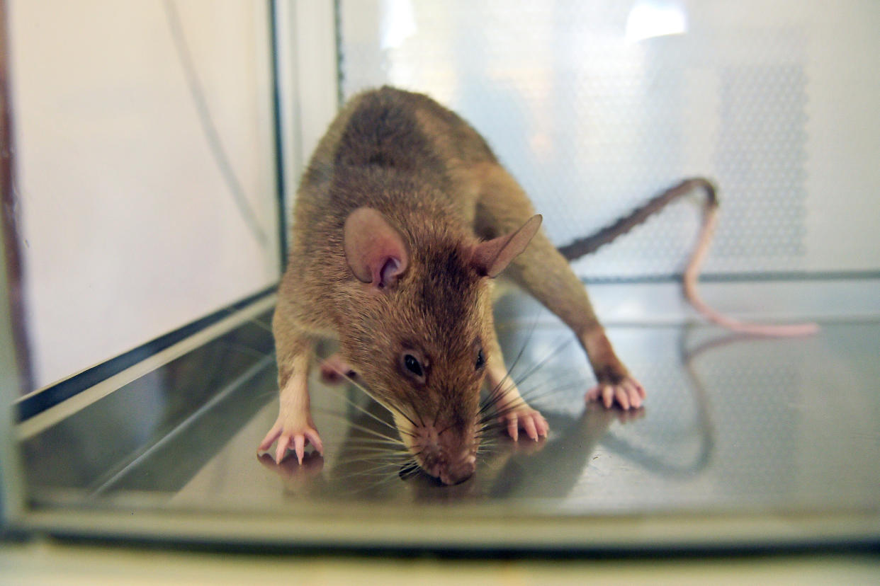 APOPO trains rats to detect both tuberculosis and landmines at its facility. Rats are given sputum samples, some of which contain tuberculosis traces and some which don't, the rats indicate that believe they have detected the disease by pausing for longer at a sample, the sample is then marked for further testing and confirmation. The rats are as effective as conventional lab screening of samples but can screen 100 samples in 20 minutes, a workload which would take a lab technician 4 days to complete. (Carl De Souza / AFP via Getty Images file)