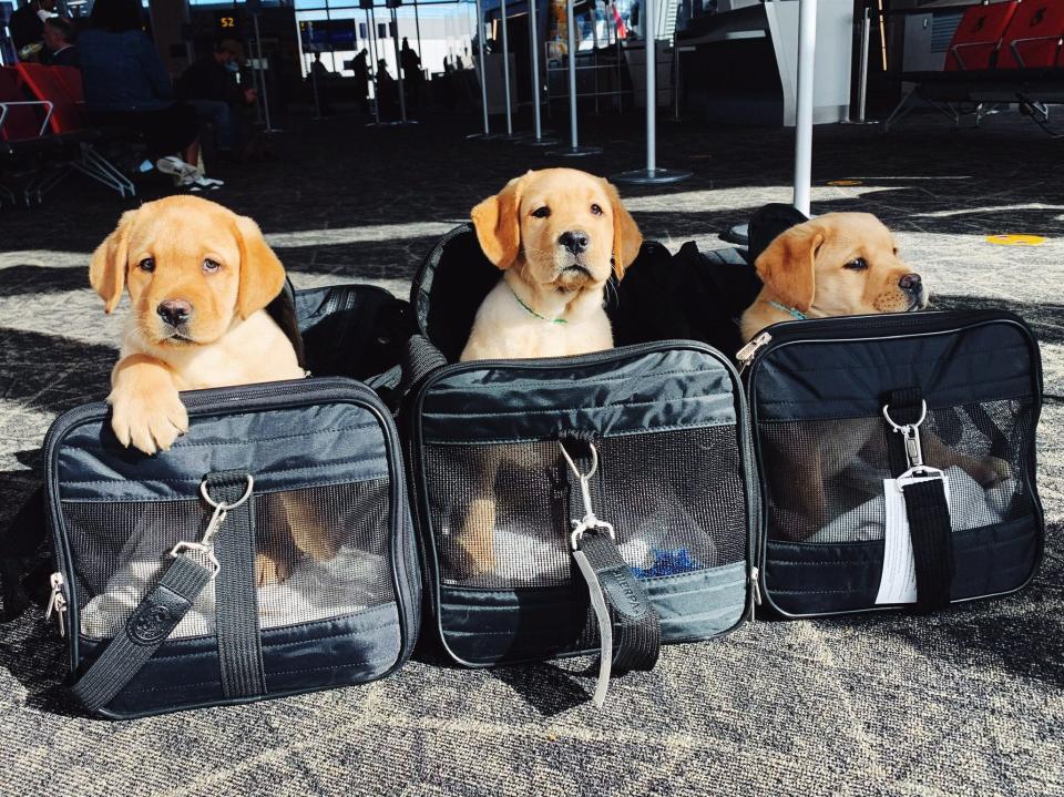 The leader of a Santa Fe-based service dog training organization says many dogs don't find it easy to be in public spaces, even if their owners don't recognize the stress they are displaying.