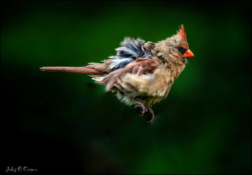 UGC - 36884552 - bird - J. C. Gagnon - Ottawa Ontario