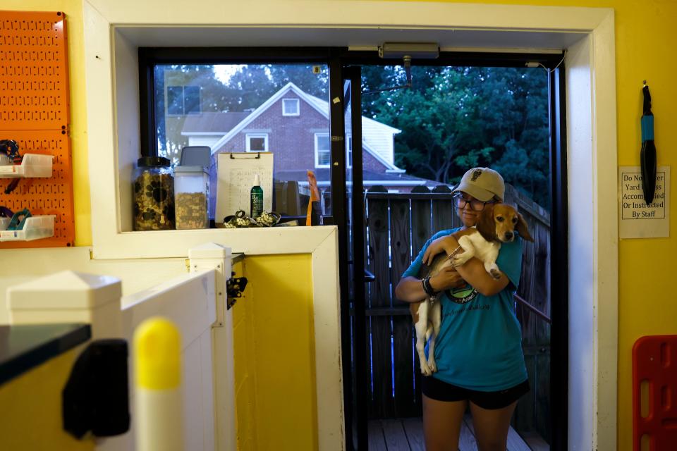 Staff members with Homeward Trails Animal Rescue place Beagles in their crates before their bedtime on Aug. 7, 2022.