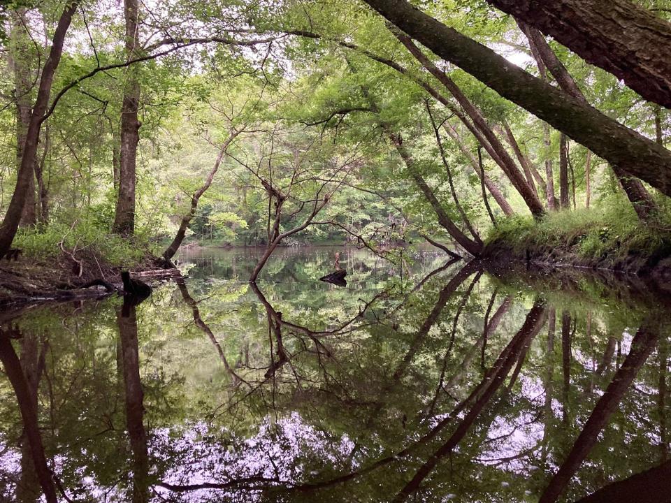 Small stream feeding into the Edisto, half mile upriver from the treehouse property