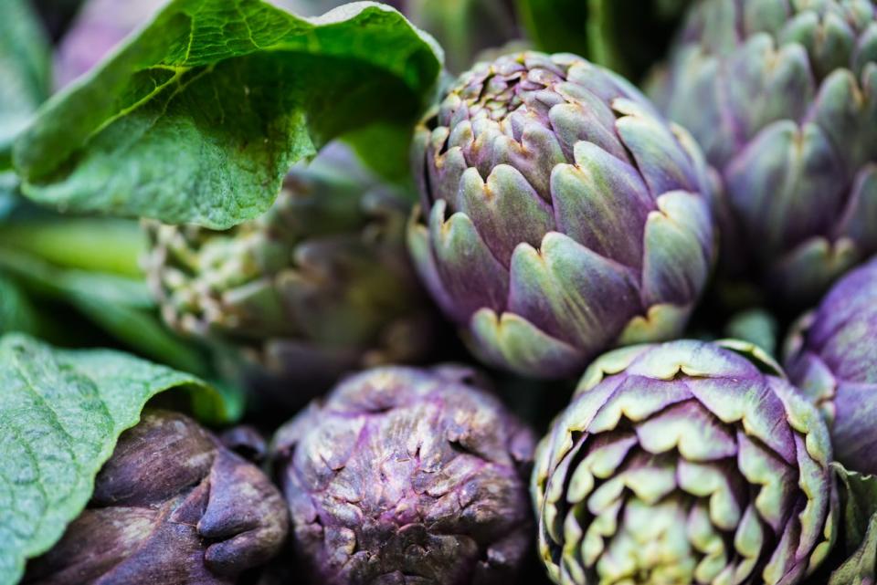 Three purple artichokes growing on plant. 