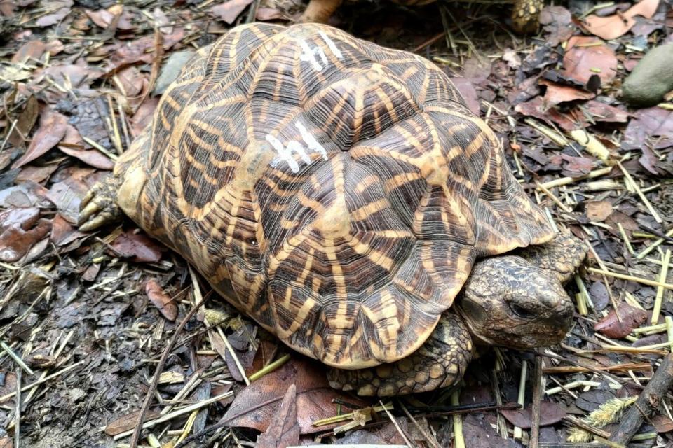 印度星龜為保育類動物，龜殼上有米字花紋。（翻攝屏東科技大學保育類野生動物收容中心網站）