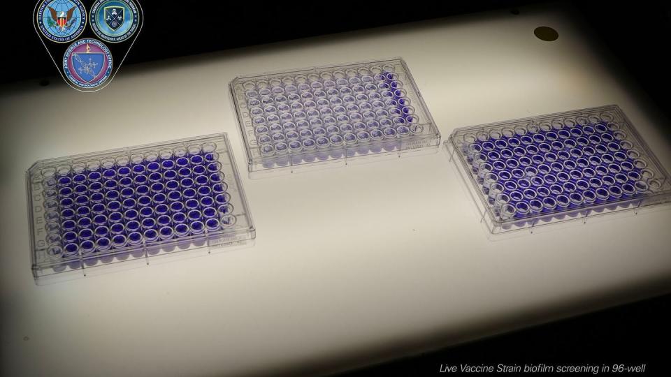 Live Vaccine Strain biofilm screening in 96-well plates, (William Discher/Army)