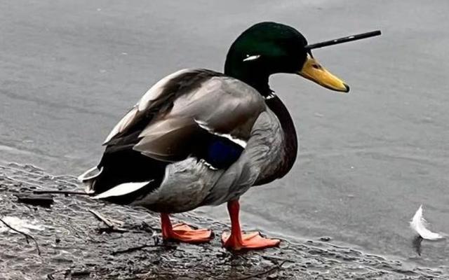 Duck with three-inch crossbow bolt through its head still alive two years  later