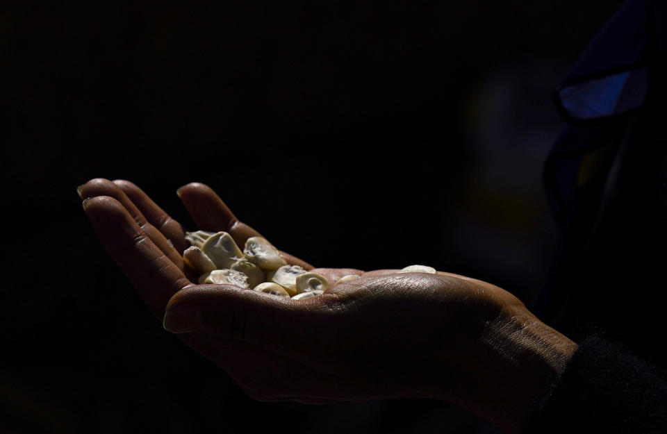 A farmer holds white organic corn kernels during a seed trading, in Apizaco, Mexico, Thursday, May 18, 2023. Mexicans farmers are finding a niche but increasing market among consumers seeking organic produce from small-scale growers and chefs worldwide. (AP Photo/Fernando Llano)