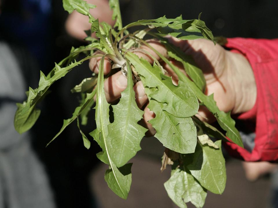 dandelion greens