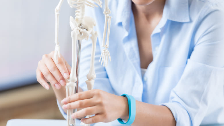 Model of a human skeleton 