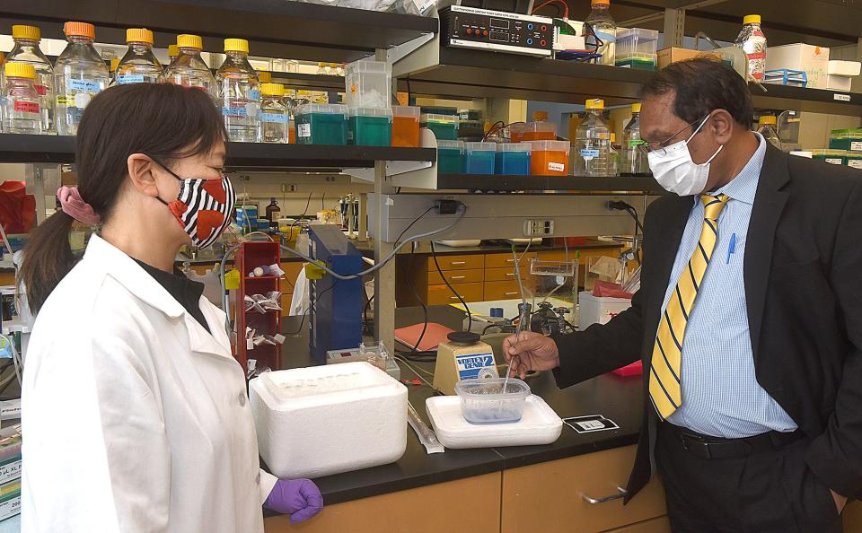 Grace Yang, a research technician at the MU Bond Life Sciences Center, and Kamlendra Singh, assistant director of the MU Molecular Interactions Core and Bond Life Sciences Center investigator, are trying to purify the COVID-19 omicron variant protein in order to find a better drug to fight the virus.