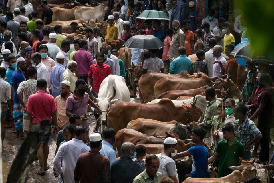 Photo shows large crowds of people and cattle at market.