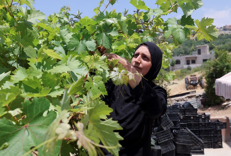 Khadija Shreim picks grape leaves in Houla village