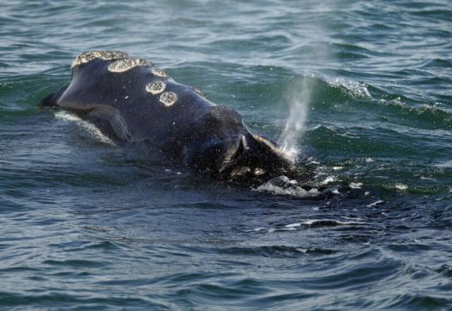 ARCHIVO - Una ballena franca del Atlántico norte se alimenta en la superficie de la bahía de Cape Cod, el 28 de marzo de 2018, frente a la costa de Plymouth, en Massachusetts. (AP Foto/Michael Dwyer, Archivo)