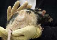 In this Monday, July 2, 2012 photo Cathryn Sundback, director of the tissue engineering lab at Massachusetts General Hospital, holds a laboratory rat implanted with a human-scaled ear made from sheep cells at the lab in Boston. The same lab also has created ears from human cells and hopes to start implanting them in patients in about a year. With ears destined for patients - they would just be grown in a lab dish until they're ready to implant. (AP Photo/Steven Senne)