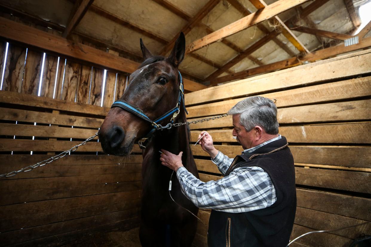 Dr. Andy Roberts does blood work on a horse during a visit at Shawnee Run Farm outside Harrodsburg, Ky. recently. Roberts, 56, is a llarge food/animal vet; and one of only 54 vets that provide care to all the farm animals across Kentucky.